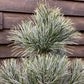 Pinus koraiensis 'Silveray' | Silveray Korean Pine - Height 90cm - Width 70-80cm - 18lt