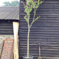 Hibiscus Tree 1/2 std | Rose of Sharon Clear Stem - 250-300cm, 50lt