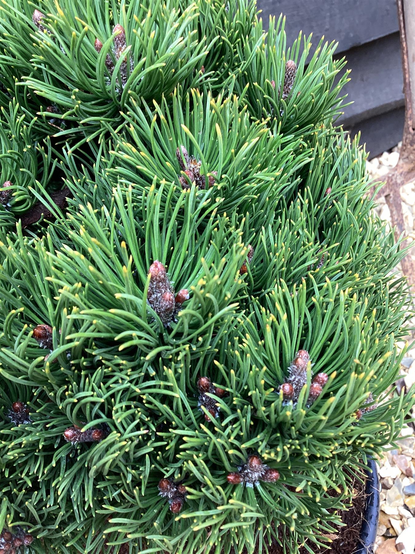 Pinus mugo 'Picobello' | Dwarf Mountain Pine - Height 20-30cm - Width 30cm - 10-12lt