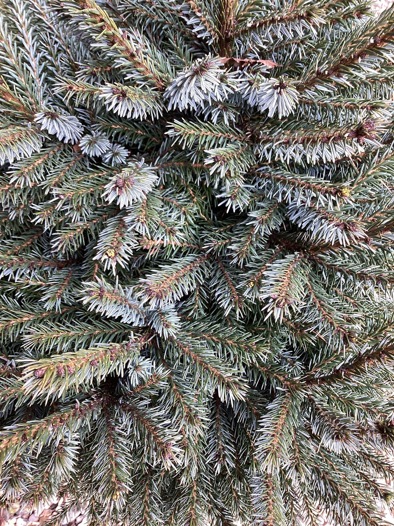 Picea Omorika | Serbian Spruce - Height 80cm - Width 50-60cm - 25lt