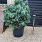 Pinus sylvestris 'Watereri' | Scots pine 'Watereri' - Height 130cm - Width - 100-120cm - 110lt
