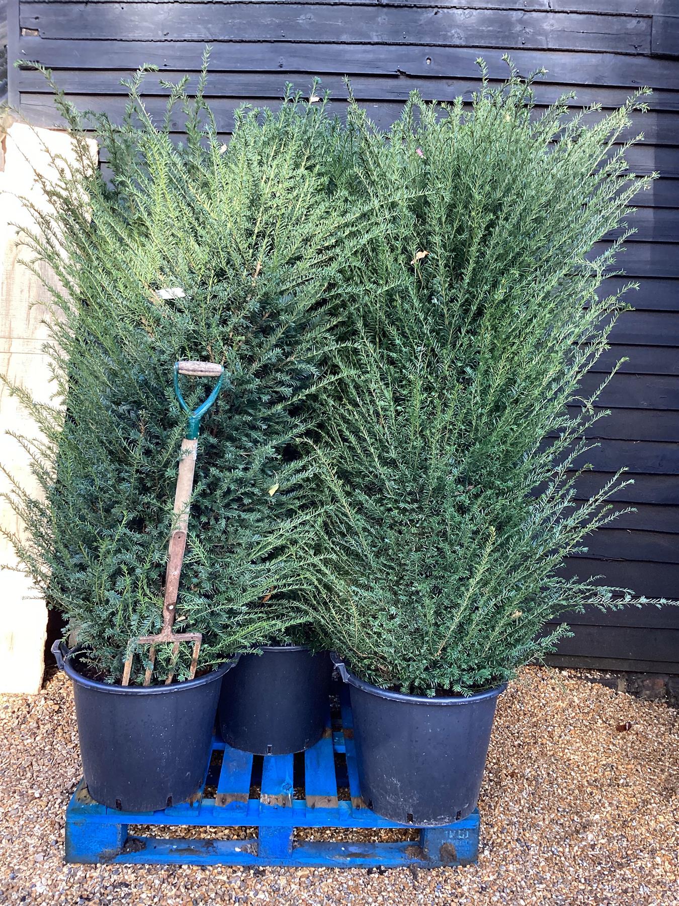 8 x Taxus baccata - 180-200cm - 50lt