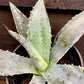 Agave Americana | Agave Century Plant - 10-15cm, 2lt