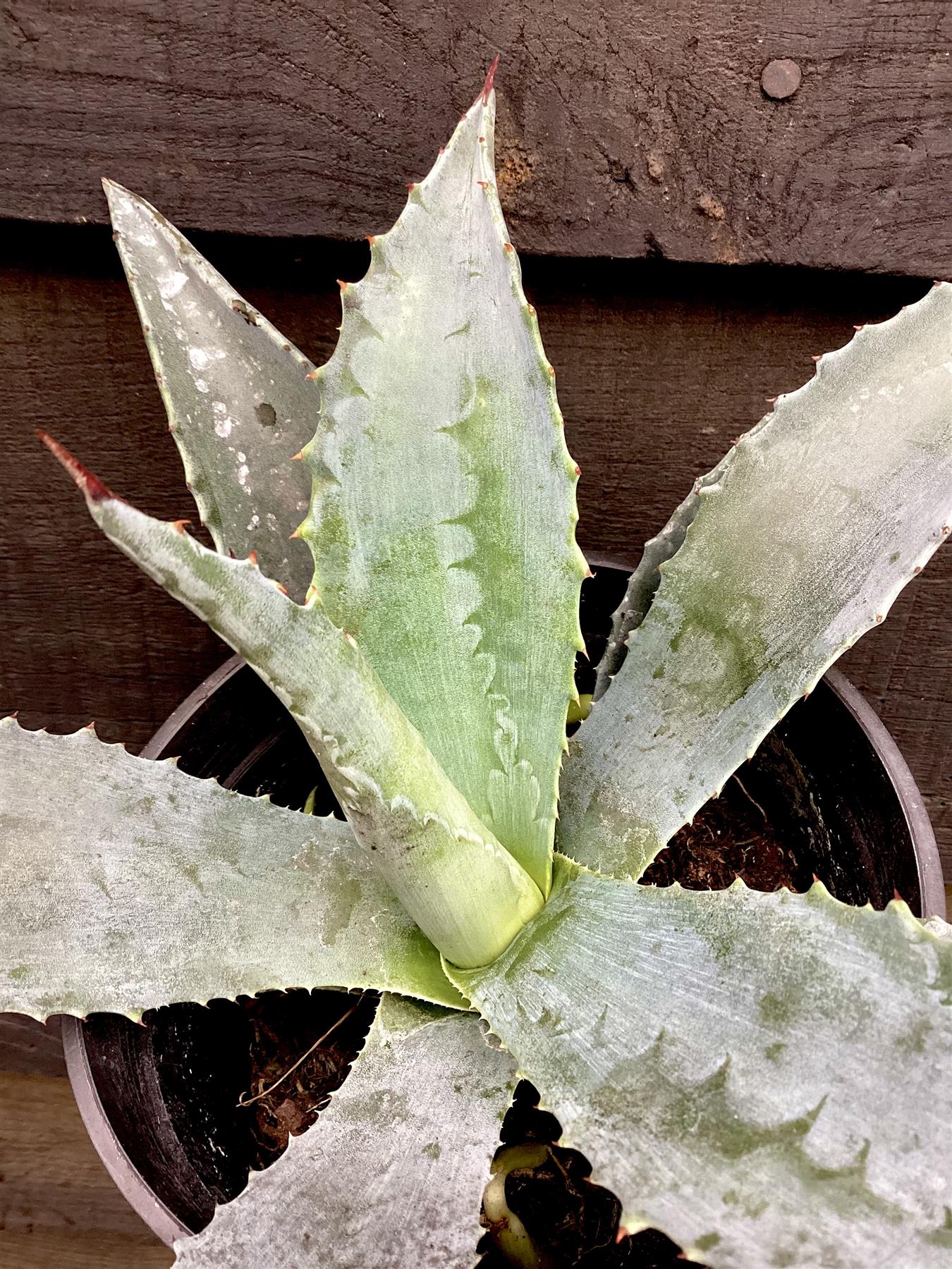 Agave Americana | Agave Century Plant - 10-15cm, 2lt