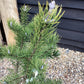 Pinus Banksiana Kimmenholz | Pinus banksiana 'Kimmenholz' Jack Pine - Height 85cm - Width 60-70cm - 18lt