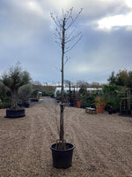 Saucer Magnolia - 400-420cm, 50lt