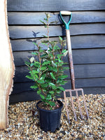 Elaeagnus ebbingei Compacta Oleaster