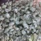 Pittosporum tenuifolium 'Silver Ball' - 30cm - 12lt