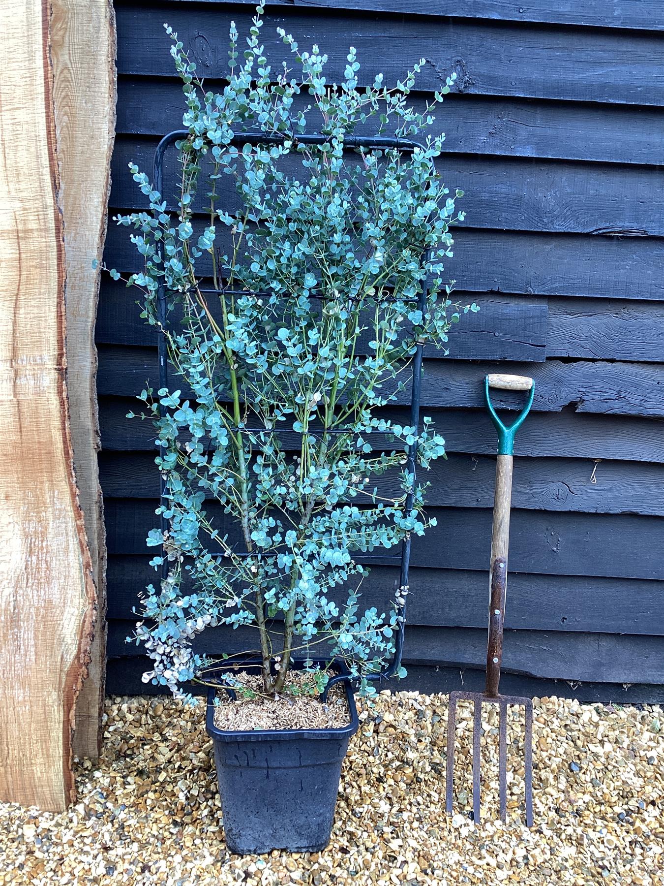 Eucalyptus Azura | Cider Gum Azura - Metal Frame - 160-180cm, 20lt