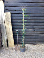 Clematis Apple Blossom - 120-160cm, 10lt