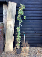Hedera helix Glorie de Marengo - 12lt