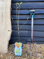 Apple tree 'Golden Delicious' | Malus Domestica - 100-120cm - 7lt