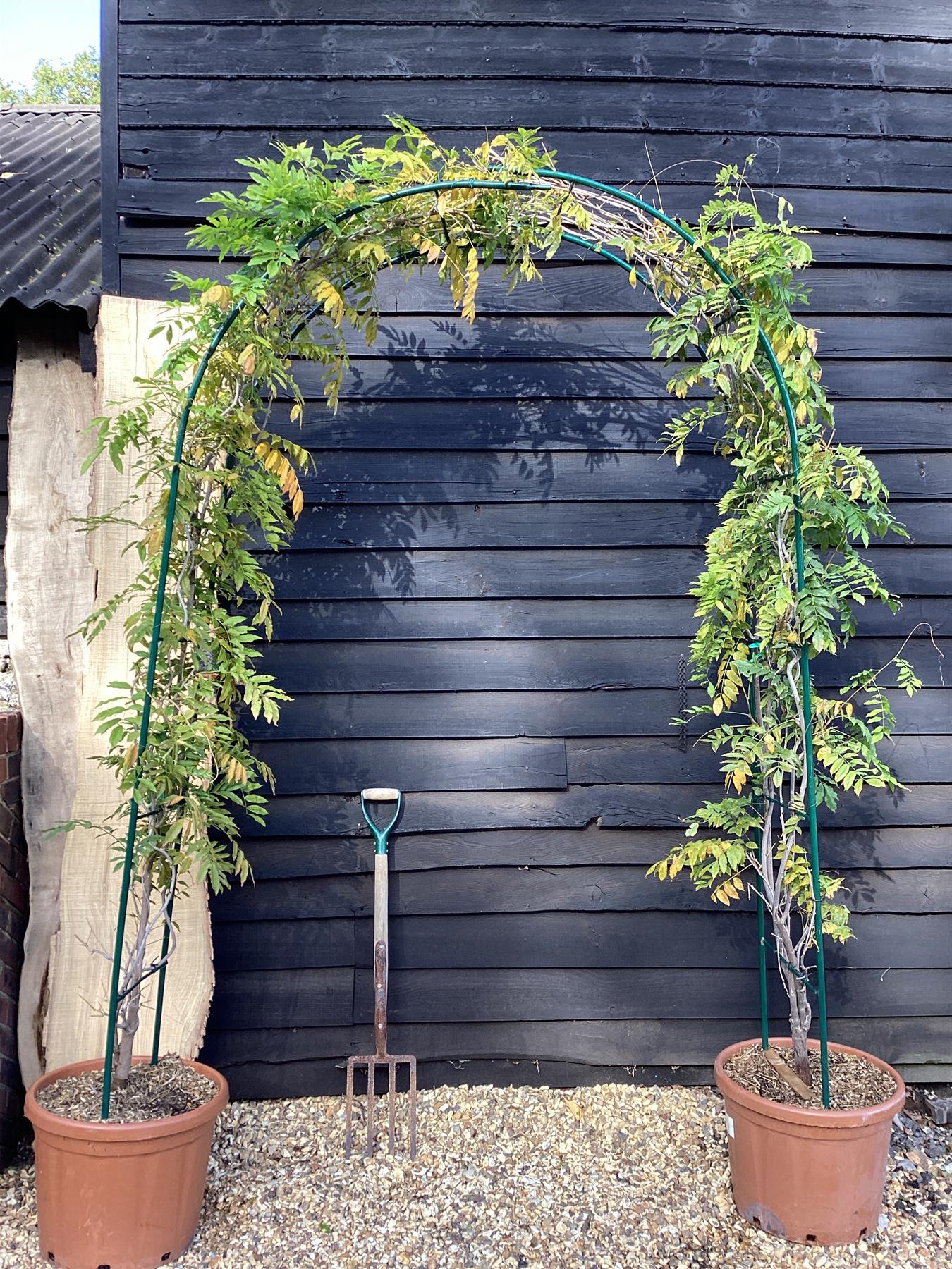 Wisteria sinensis - Arch