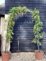 Wisteria sinensis - Arch - 260-270cm, 45lt
