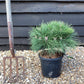 Pinus Nigra Brepo - Height 50cm - Width 25-30cm - 8lt