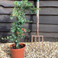 Pyracantha Mohave - 40-80cm, 10lt