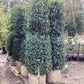 Prunus lusitanica 'Angustifolia' | Portuguese Laurel - Columnar - 220-240cm - 90lt