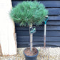 Pinus Nigra 'Brepo' | Dwarf Austrian Pine - Clear Stem 100cm - Height 130cm Head 60-70cm - 18-25lt