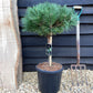 Pinus Nigra 'Brepo' | Dwarf Austrian Pine - Stem - ST30 - 100-110cm, 18lt
