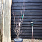 Cornus  x rutgersensis 'Rutgan' | Dogwood Stellar Pink - 175cm, 30lt