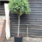 Photinia serratifolia Crunchy | Photinia 'Crunchy' - 1/2 std Clear Stem - 160-180cm, 45lt