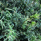 Taxus baccata - Cone - 240-250cm, 110lt