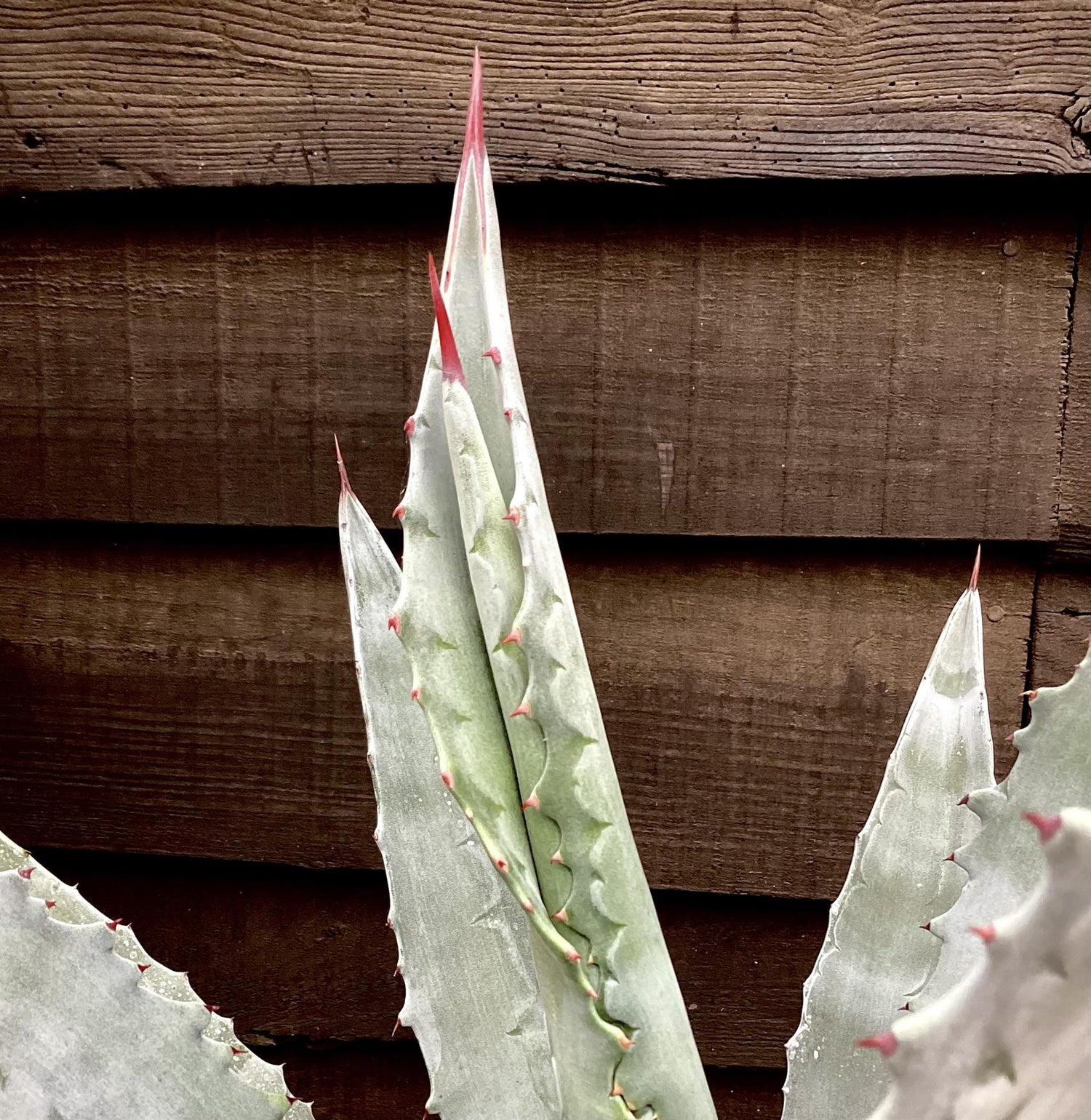 Agave Americana | Agave Century Plant - 40-50 cm, 20lt