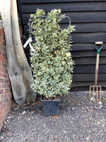 Euonymus japonicus 'Bravo' - Frame - 130-140cm, 20lt