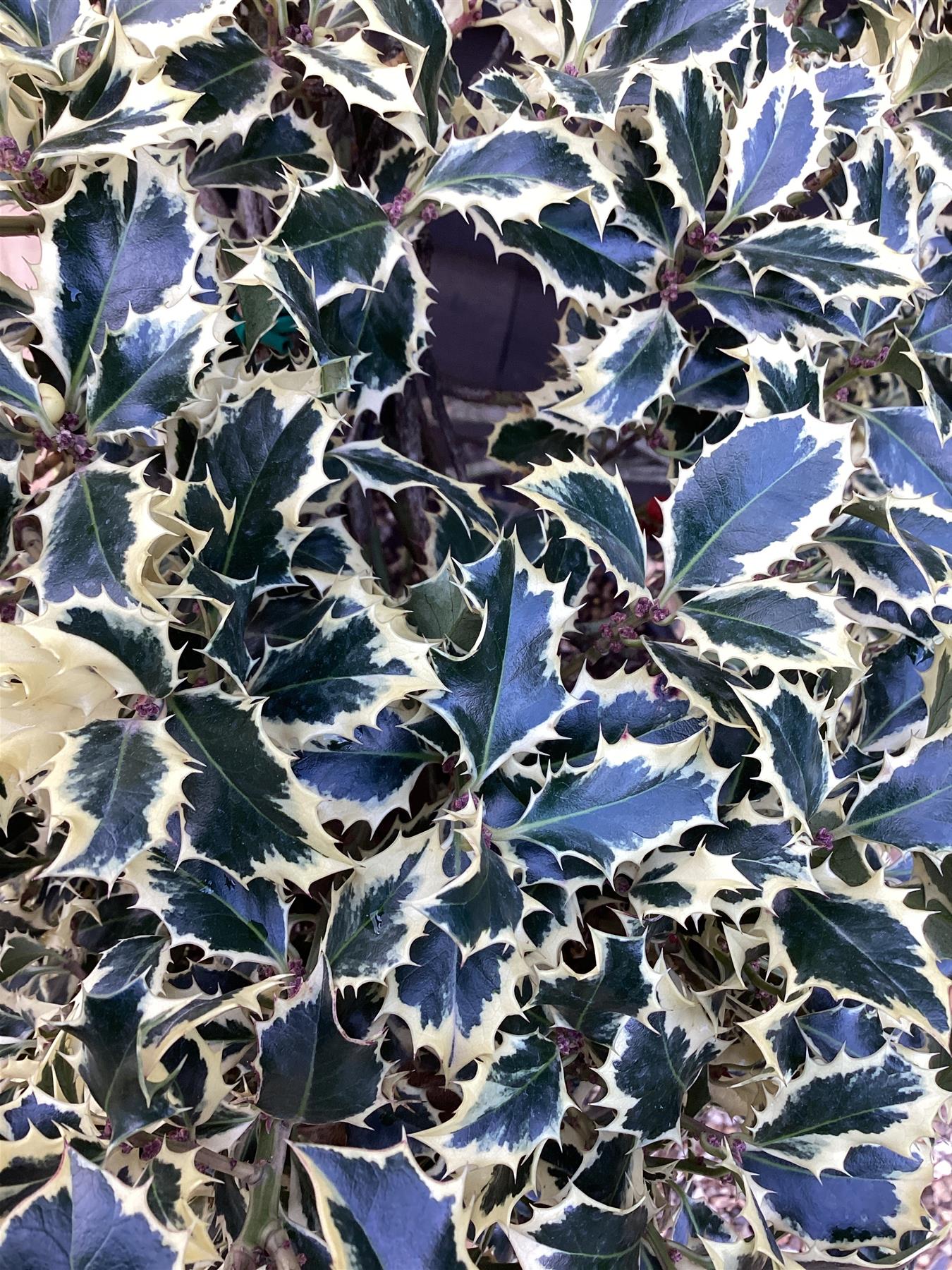 Ilex aquifolium 'Argentea Marginata' | Silver-Margined Holly - PonPon - 260-270cm, 130lt