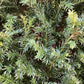 Taxus baccata | Common Yew - Cone - 280-300cm, 350lt