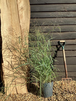 Panicum virgatum 'Prairie Sky' - 55-65cm, 10lt