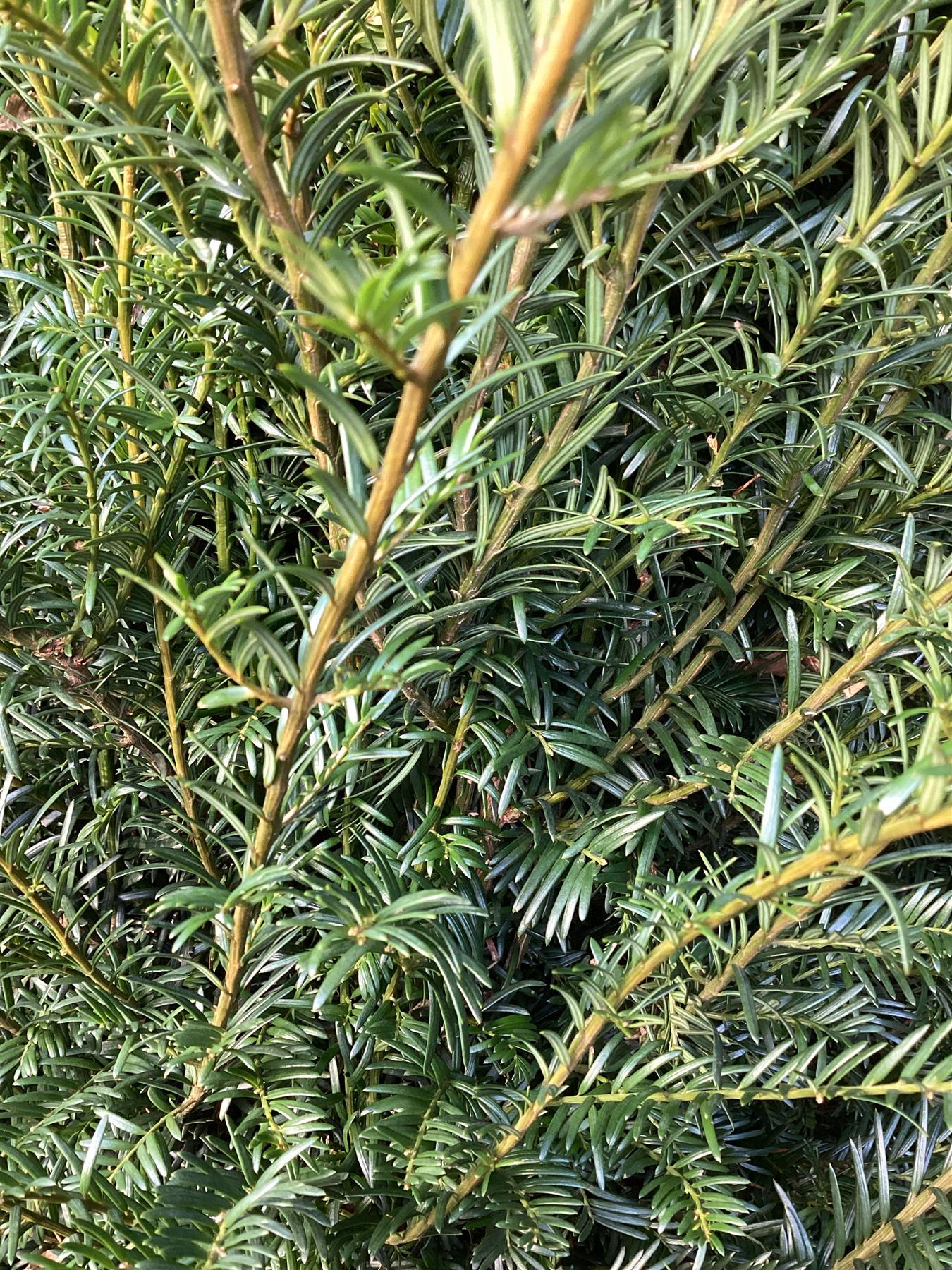 8 x Taxus baccata - 180-200cm - 50lt