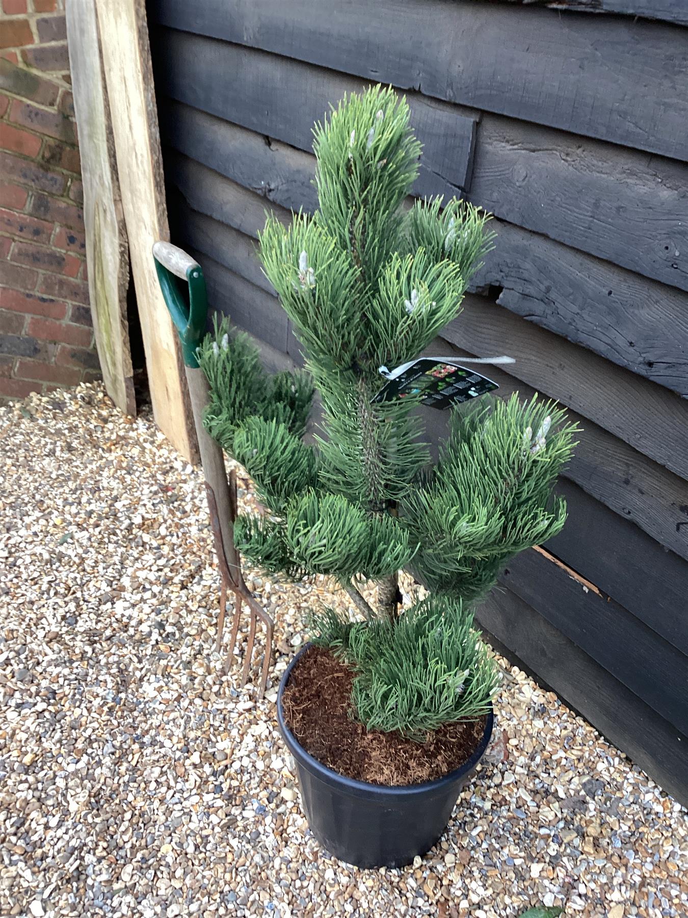 Pinus nigra 'Oregon Green' | Austrian pine 'Oregon Green' - Height 90cm - Width 80cm - 20lt