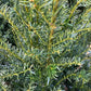 Taxus baccata - 80-100cm - 20lt