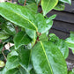 Camellia japonica 'Adolphe Audusson' (Adolf Red) - 120-140cm, 25lt