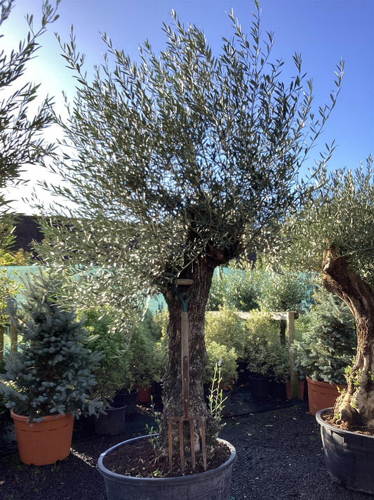 Olive Tree | Olea Europea 1/2 Std Girth 67cm - 235-245cm, 160lt