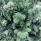 Abies nordmanniana orientalis | Nordmann fir - Height 220cm, 90lt