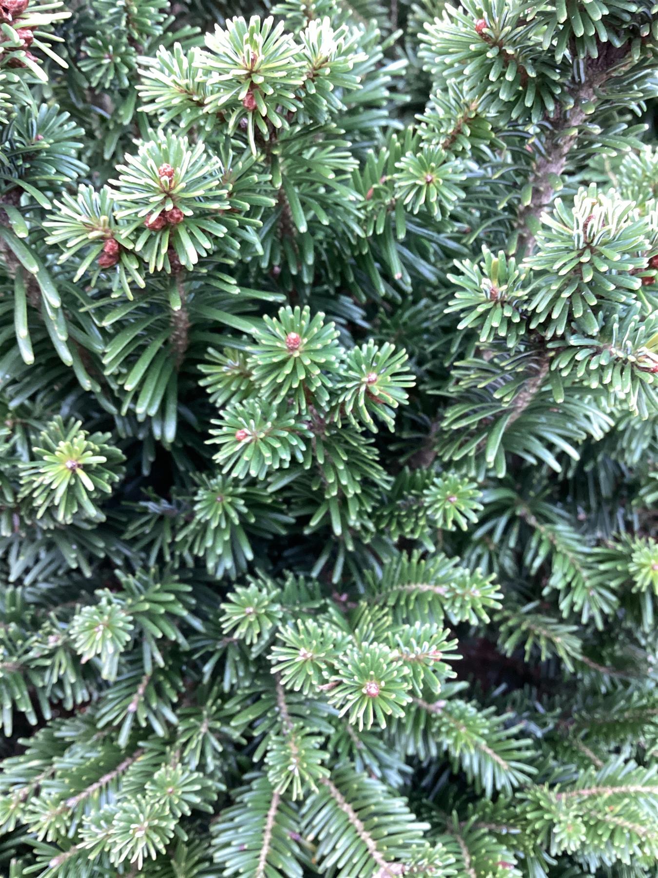Abies nordmanniana orientalis | Nordmann fir - Height 220cm, 90lt