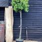 Ginkgo biloba Mariken | Maidenhair tree 'Mariken' - 250-350cm, 55lt