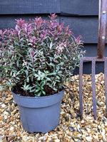 Hebe 'Frozen Flame' - 50-60cm, 5lt