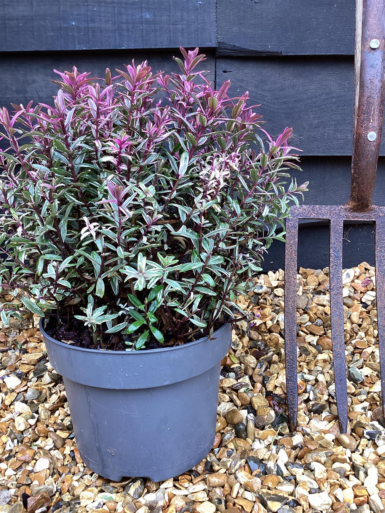 Hebe 'Frozen Flame' - 50-60cm, 5lt