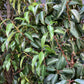 6 x Prunus lusitanica 'Angustifolia' - 200-220cm - 35lt