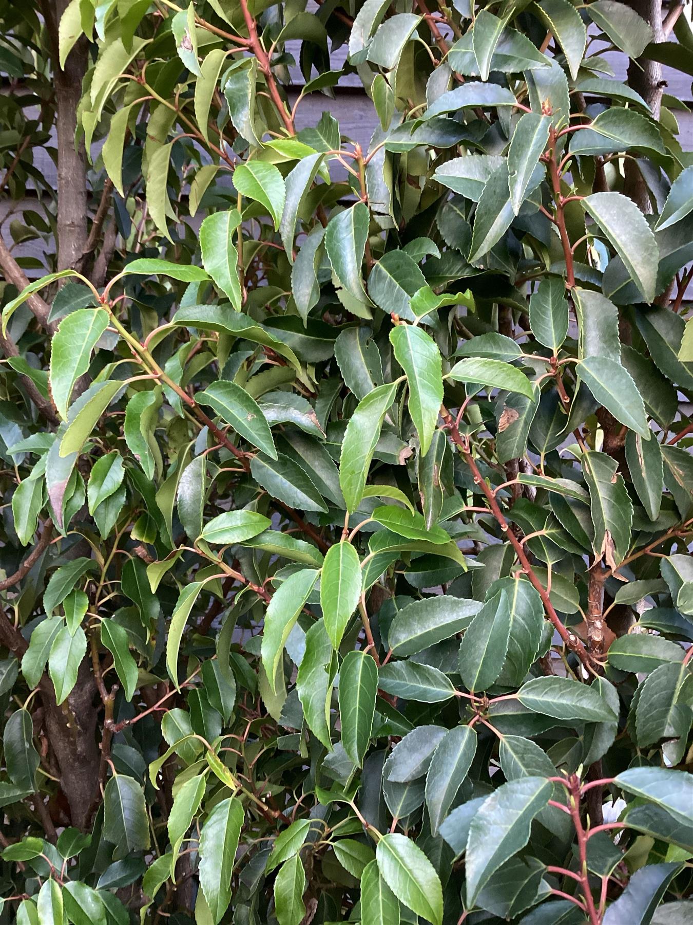 6 x Prunus lusitanica 'Angustifolia' - 200-220cm - 35lt