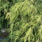 Chamaecyparis pisifera aurea | Sawara cypress 'Filifera Aurea' - 450lt