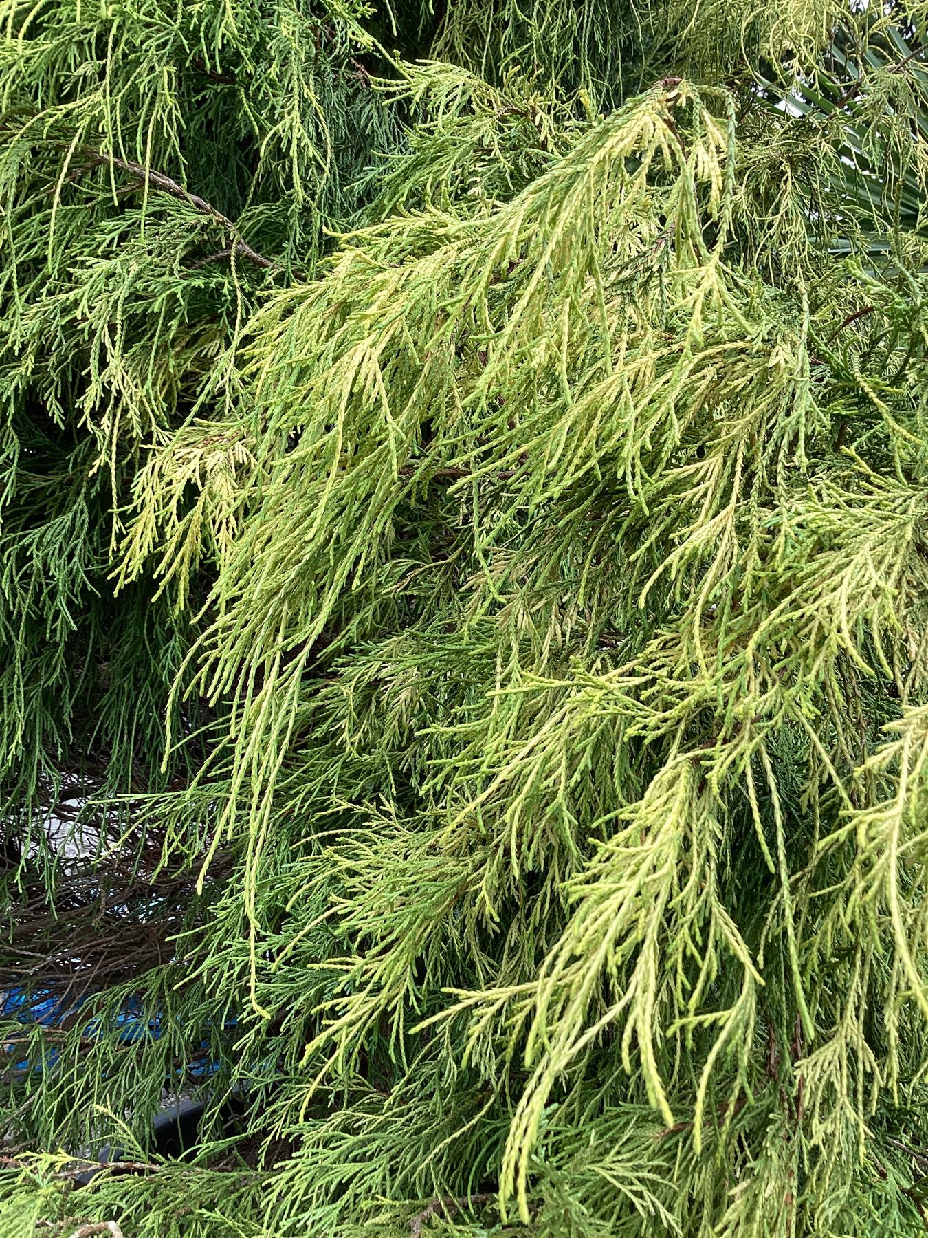 Chamaecyparis pisifera aurea | Sawara cypress 'Filifera Aurea' - 450lt