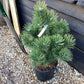 Pinus Mugo La Cabana | La Cabana Mugo Pine - Height 75cm - Width 50-60cm - 15