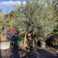 Olive Tree | Olea Europea - Mature Old - Girth 63cm - 225-235cm, 160lt