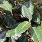 Elaeagnus ebbingei | Ebbing's Silverberry - Stem - Standard - 310-320cm, 25lt