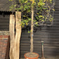 Wisteria | Chinese wisteria - Frame - 300-320cm, 90lt