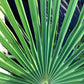 Trachycarpus fortunei | Chinese Windmill Palm - 80-100cm, 25lt